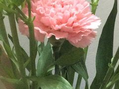 -姜君·千岛湖鱼头馆(浦东大道店)