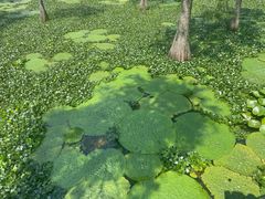 -池杉湖湿地公园