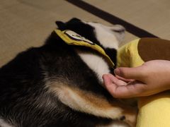 -逗柴咖啡屋·狗咖猫咖宠物桌游