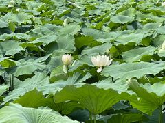 -莲池书院博物馆