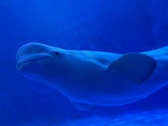 -多彩贵州城极地海洋世界