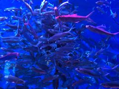 -成都浩海立方海洋公园