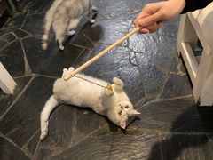 -Anne猫窝咖啡屋
