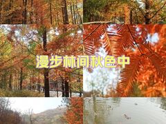 -白水寺森林公园