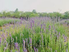 -大塘金香草谷
