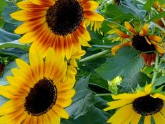 -国家植物园南园