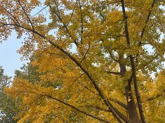 -三里屯东五街银杏大道