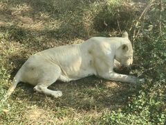 -泉州海丝野生动物世界