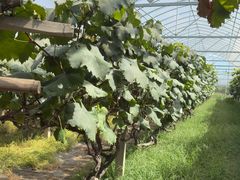 -马陆小张葡萄园农家乐