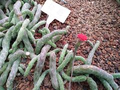 -南通洲际绿博园