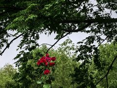 -雨花胜境