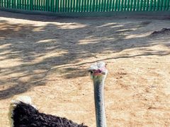 -西霞口神雕山野生动物世界