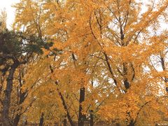 -三里屯东五街银杏大道