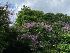 -广东花都湖国家湿地公园