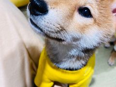 -逗柴咖啡屋·狗咖猫咖宠物桌游