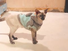 -猫色咖啡·猫咖