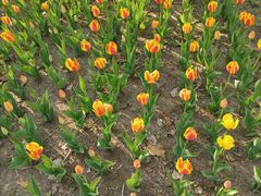 -长春公园(普阳街道)