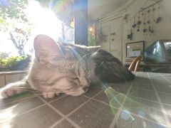 -海边的猫和咖啡馆