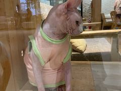 -藏猫猫咖啡主题馆(中央大道店)