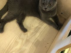 -萌喵宠狗爱心宠咖