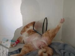 -宠颐生动物医院·心脏科·保险定点(锦阳分院)