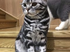 -藦茜花园宠物主题亲子互动体验馆(国顺东路店)