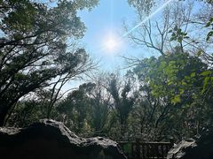 -上海佘山国家森林公园天马山园