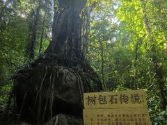 -莫里热带雨林景区