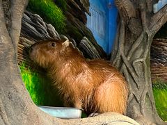 -正佳雨林生态植物园