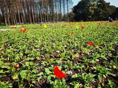 -上海共青森林公园