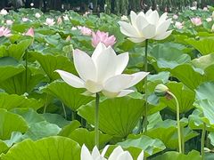 -莲花池公园