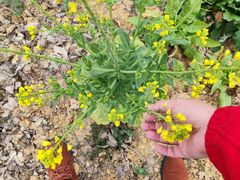 -呈贡滇池生态湿地公园