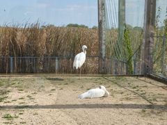 -盐城丹顶鹤湿地生态旅游区