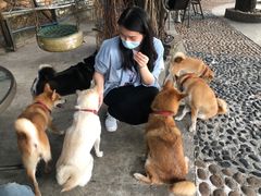 -柴犬高等学院·狗咖·柴犬售卖·宠物训练