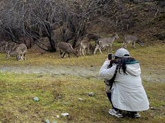 -稻城亚丁景区-冲古草甸