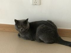 -猫在这儿猫咪咖啡馆·撸猫馆
