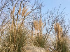 -桃花岛公园