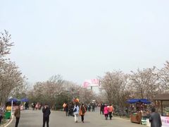 -天王浮山樱花园