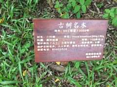 -沙美村