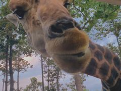 -清迈夜间动物园