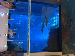 -迪拜水族馆及水下动物园