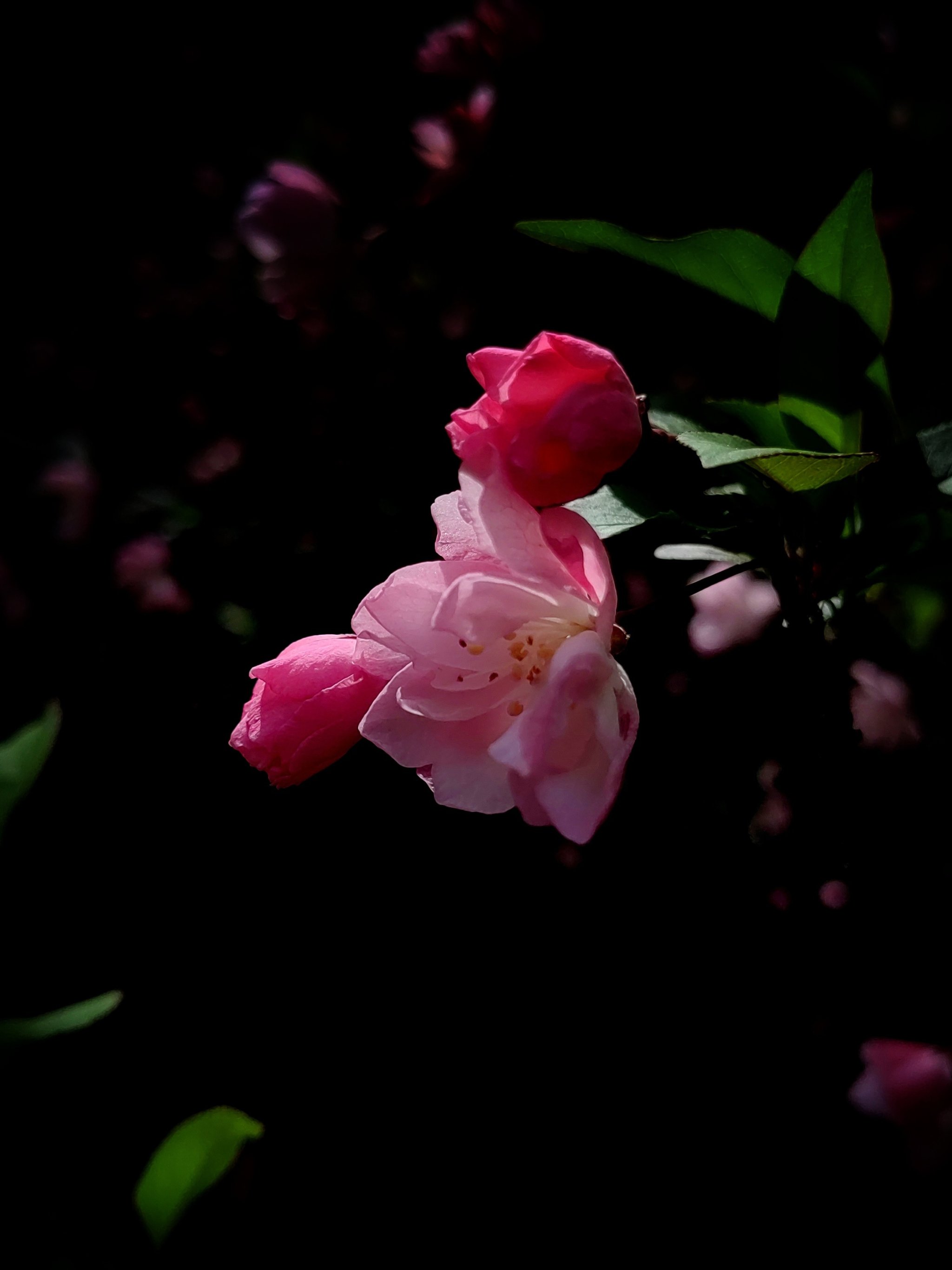 海棠花开花季节图片