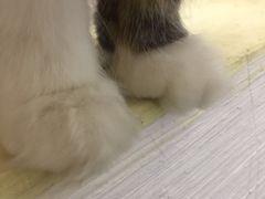 -豆老板的猫咖啡(碑林博物馆店)