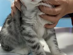 -瑞派福兴宠物医院犬猫全科·骨科·中西医结合(河东店)