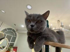 -共舞时光猫咖·狗咖(新街口店)