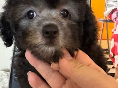 -瑞鹏瑞爱宠物医院·全科·猫科·血液透析中心(龙头寺店)