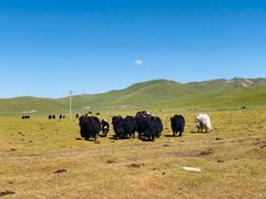 -祁连山草原