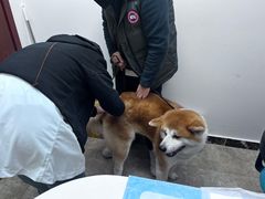 -美联众合动物医院·24h转诊中心