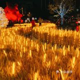 湖滨的麦子黄了!