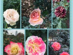 -人民公园(罗湖区)